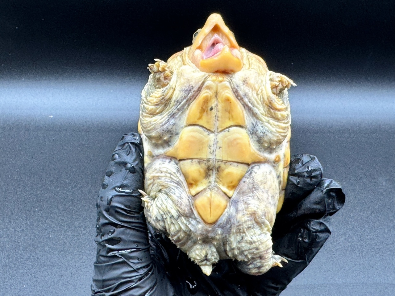 ハラガケガメ　Ａ(4)