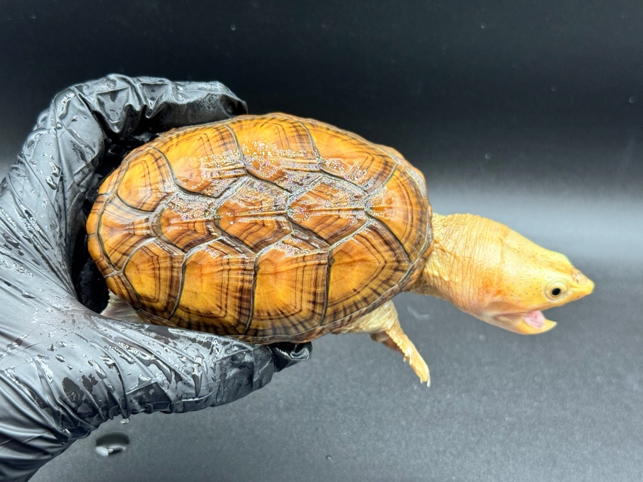 ハラガケガメ　Ｃ(1)