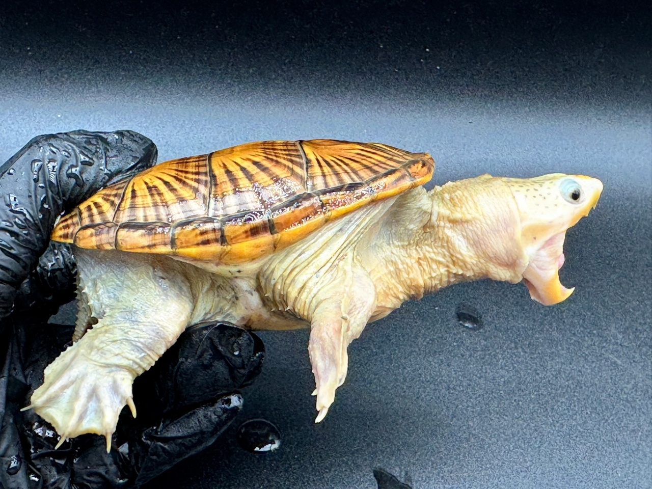 ハラガケガメ　Ｖ(2)