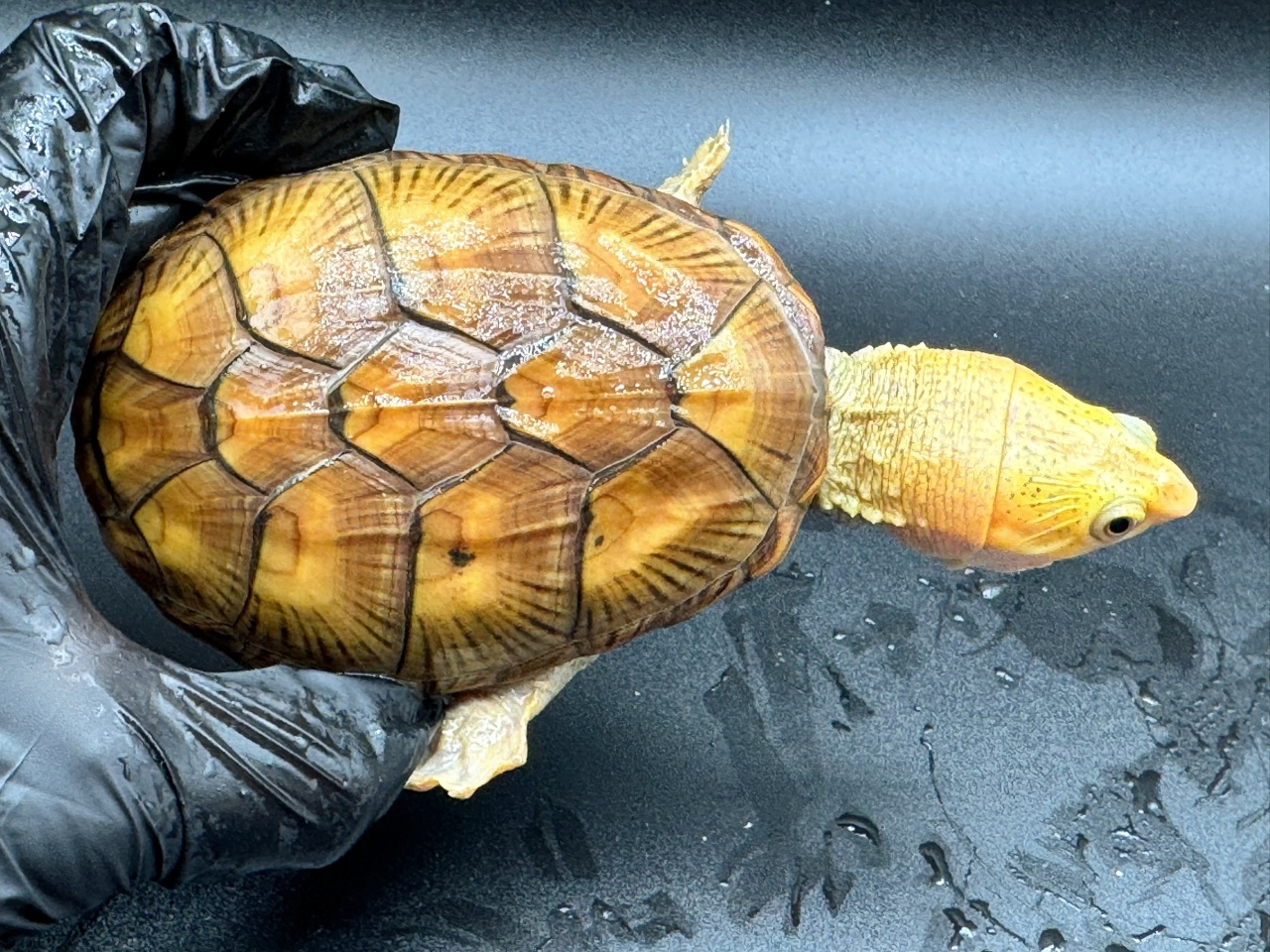 ハラガケガメ　Ｐ(1)