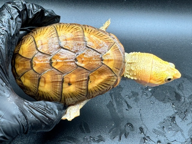 ハラガケガメ　Ｐ