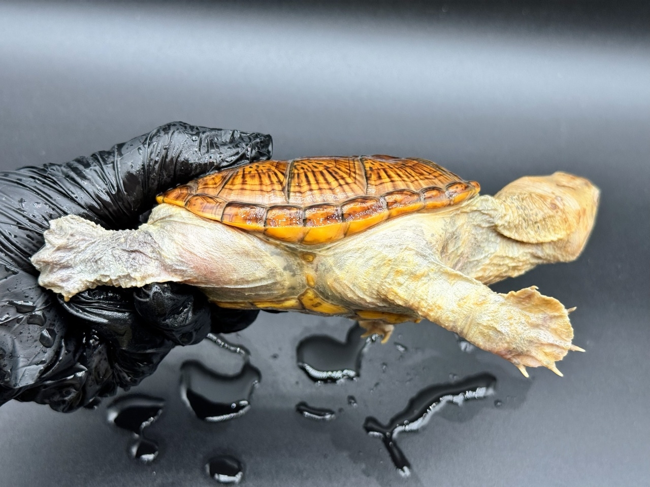 ハラガケガメ　Ｔ(2)