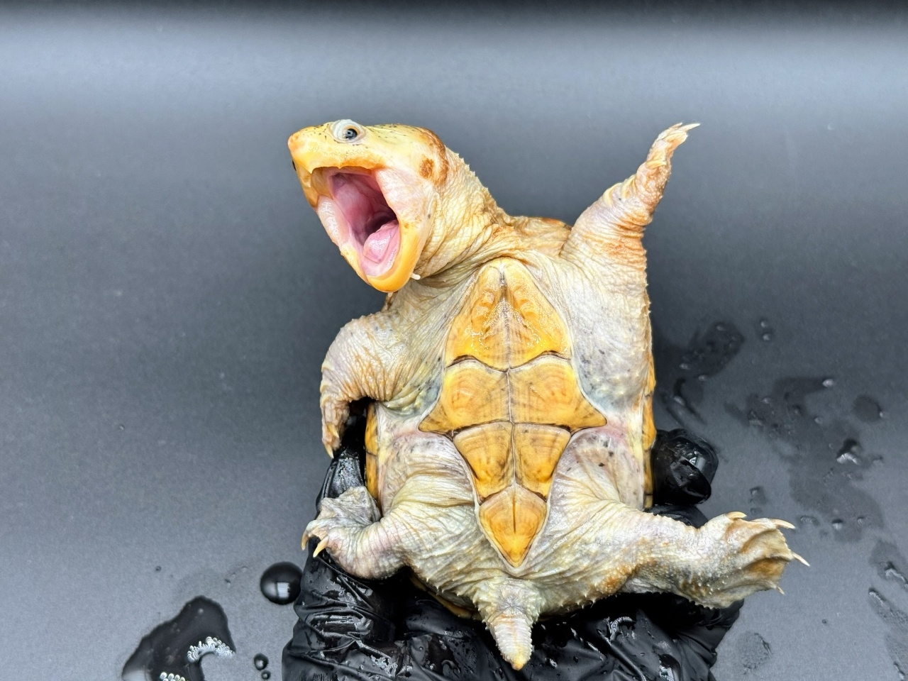 ハラガケガメ　Ｉ(4)