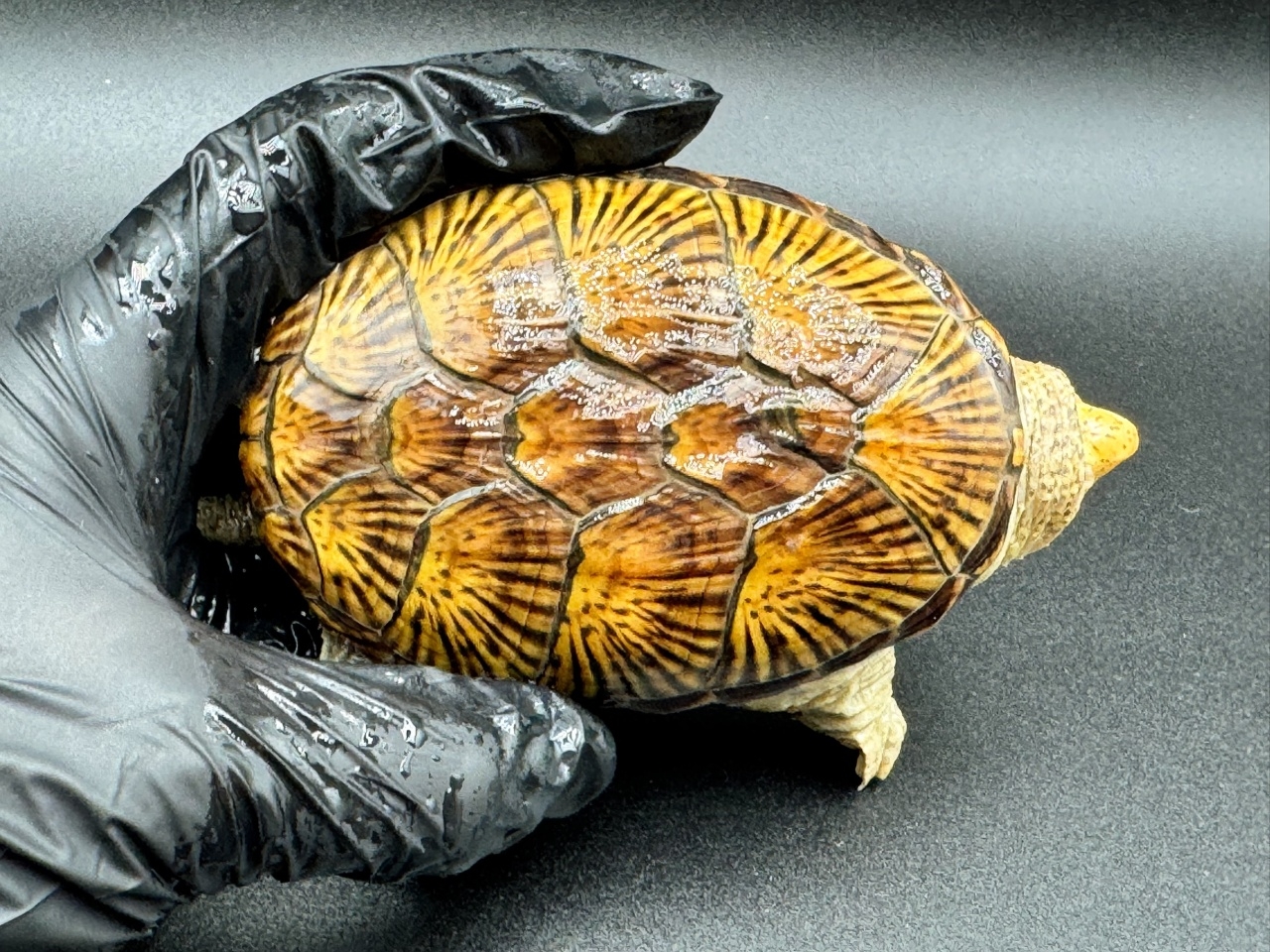 ハラガケガメ　Ｊ(1)