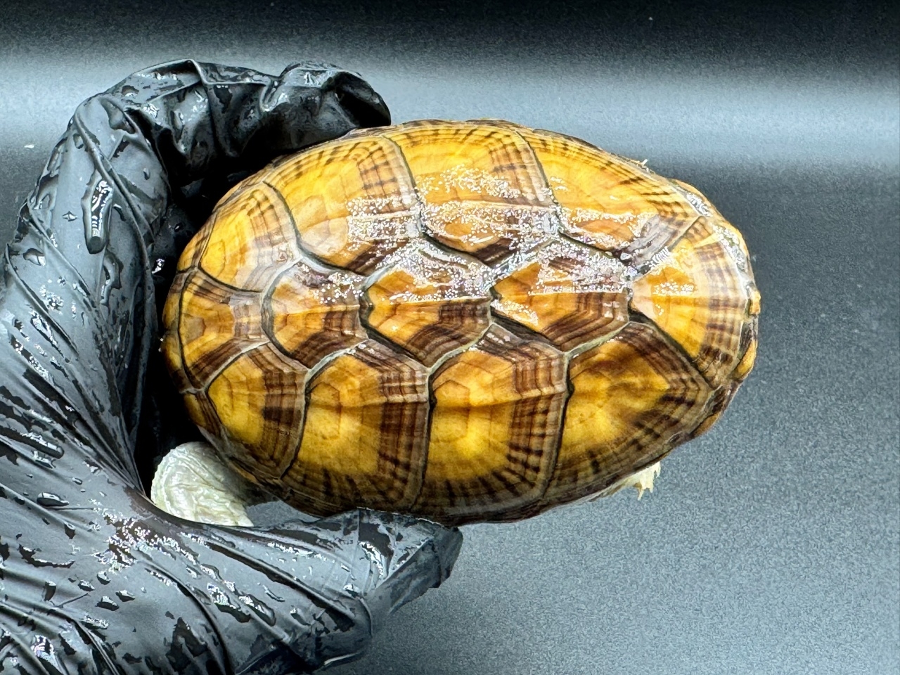 ハラガケガメ　Ｂ(1)