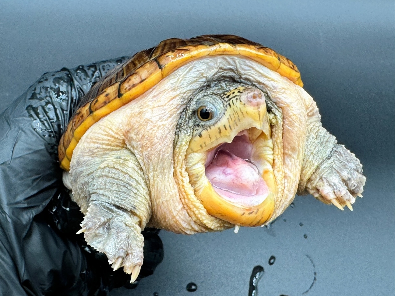 ハラガケガメ　Ｏ(3)