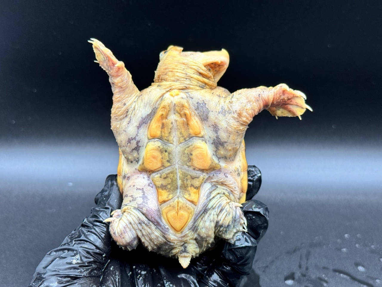 ハラガケガメ　Ｆ(4)