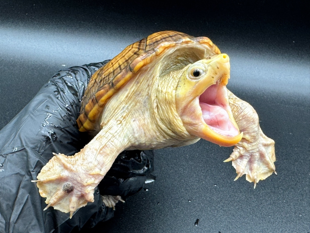 ハラガケガメ　Ｃ(3)