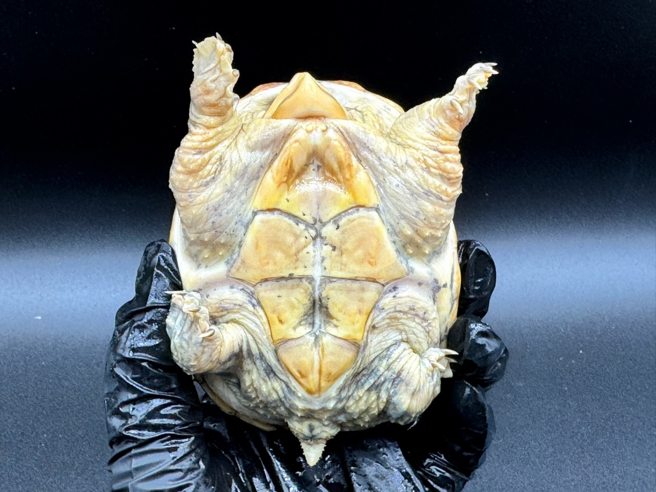 ハラガケガメ　Ｎ(4)