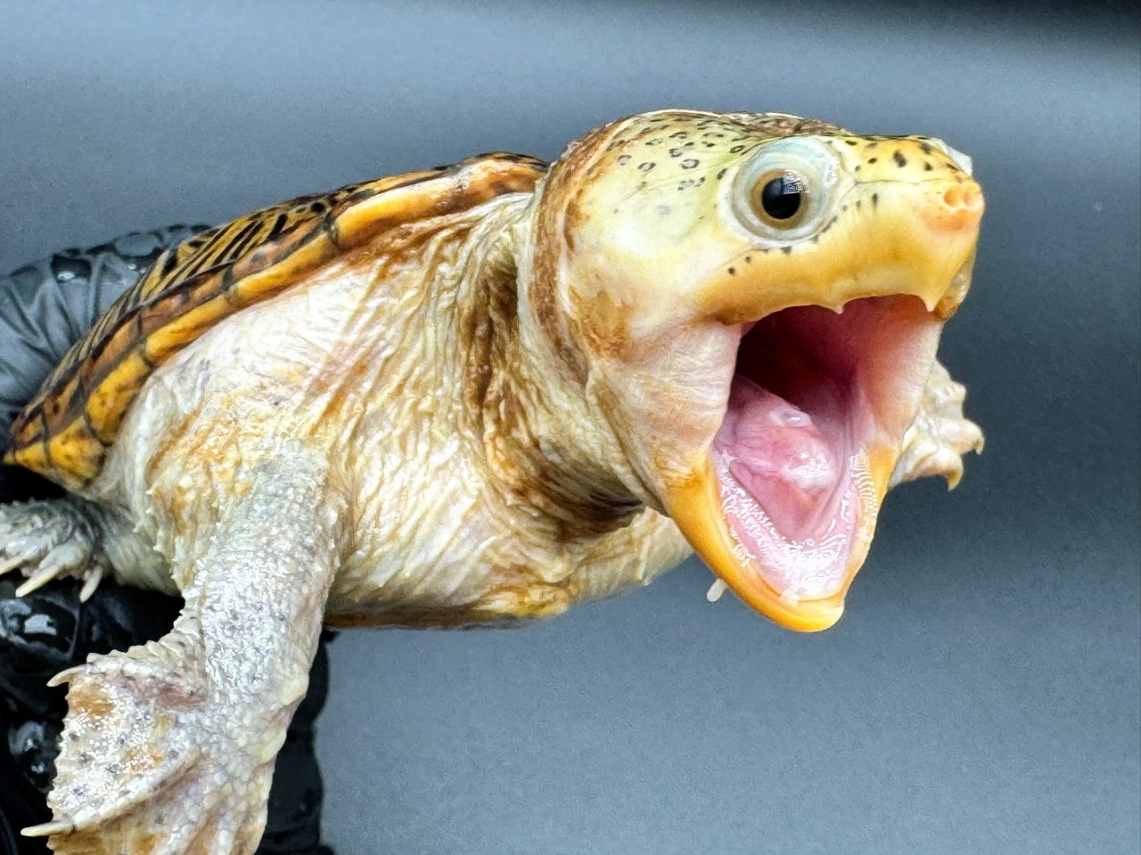 ハラガケガメ　Ｉ(3)