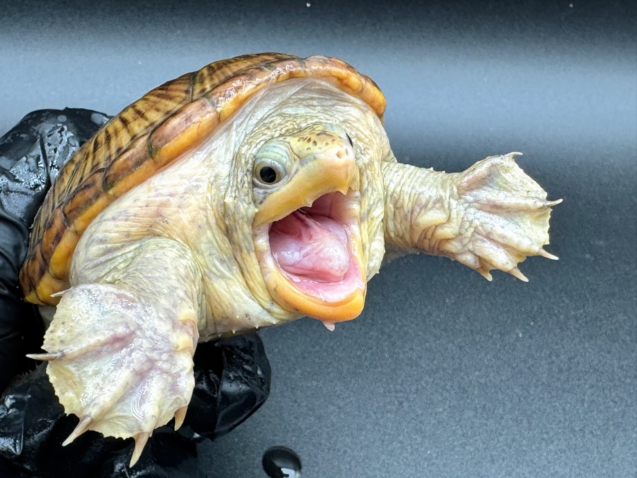 ハラガケガメ　Ｏ(3)