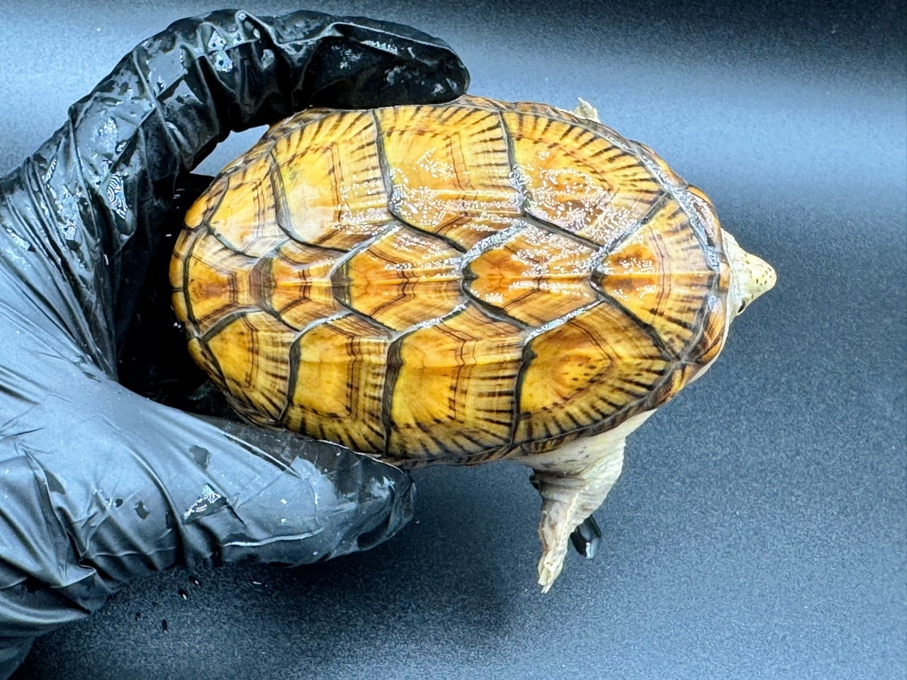 ハラガケガメ　Ｈ(1)