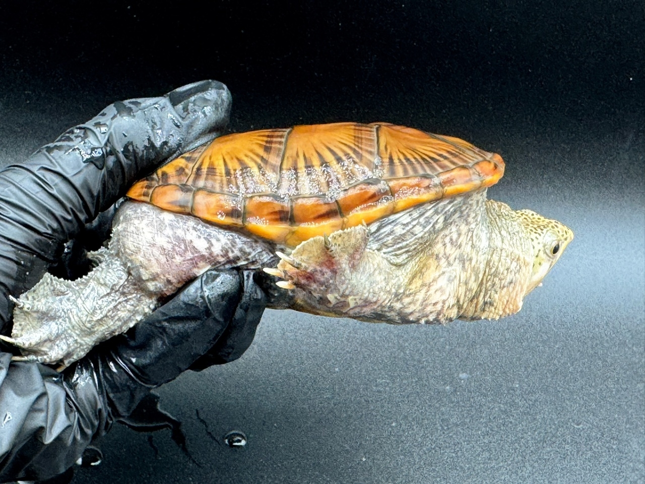 ハラガケガメ　Ｉ(2)