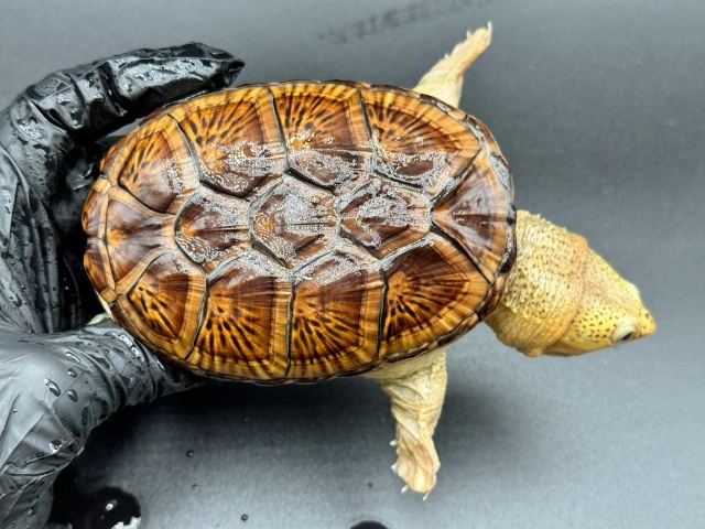 ハラガケガメ　Ｍ