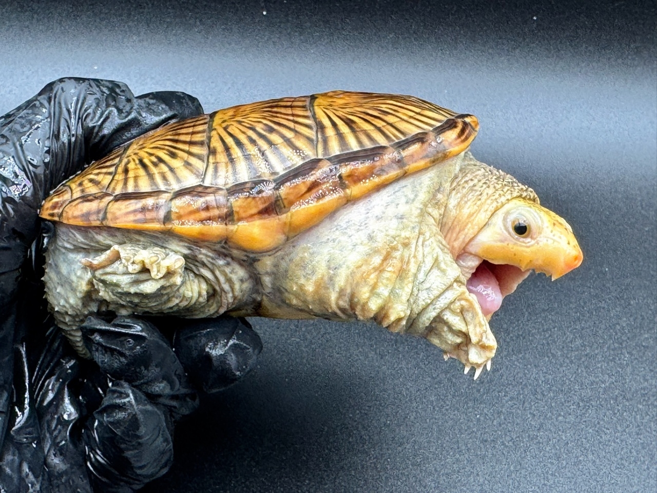 ハラガケガメ　Ｊ(2)