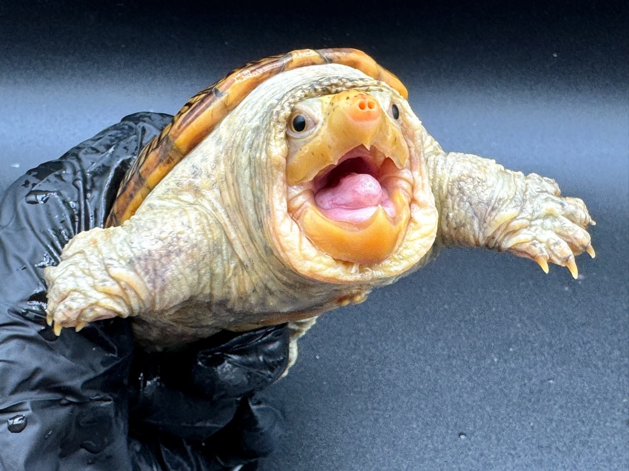 ハラガケガメ　Ｊ(3)