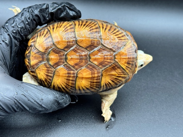 ハラガケガメ　Ｖ