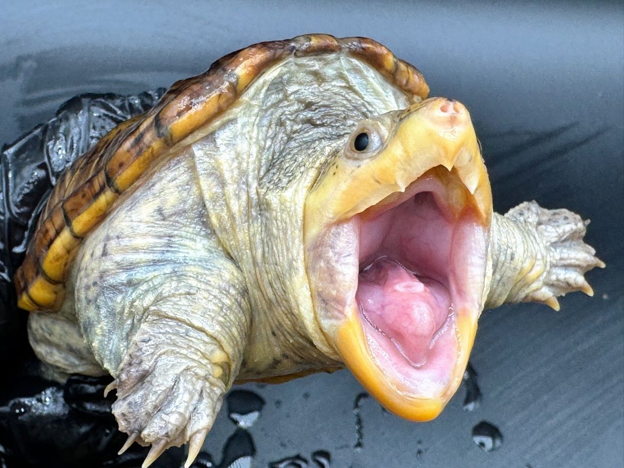 ハラガケガメ　Ｕ(3)