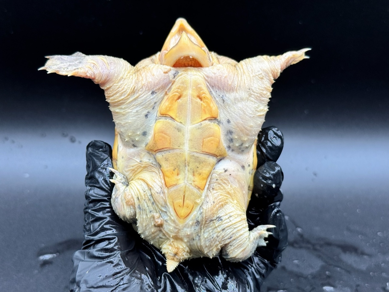 ハラガケガメ　Ｑ(4)