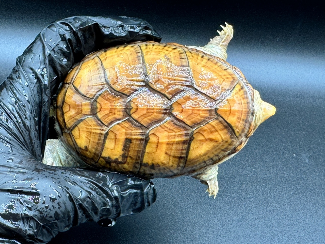 ハラガケガメ　Ｆ(1)