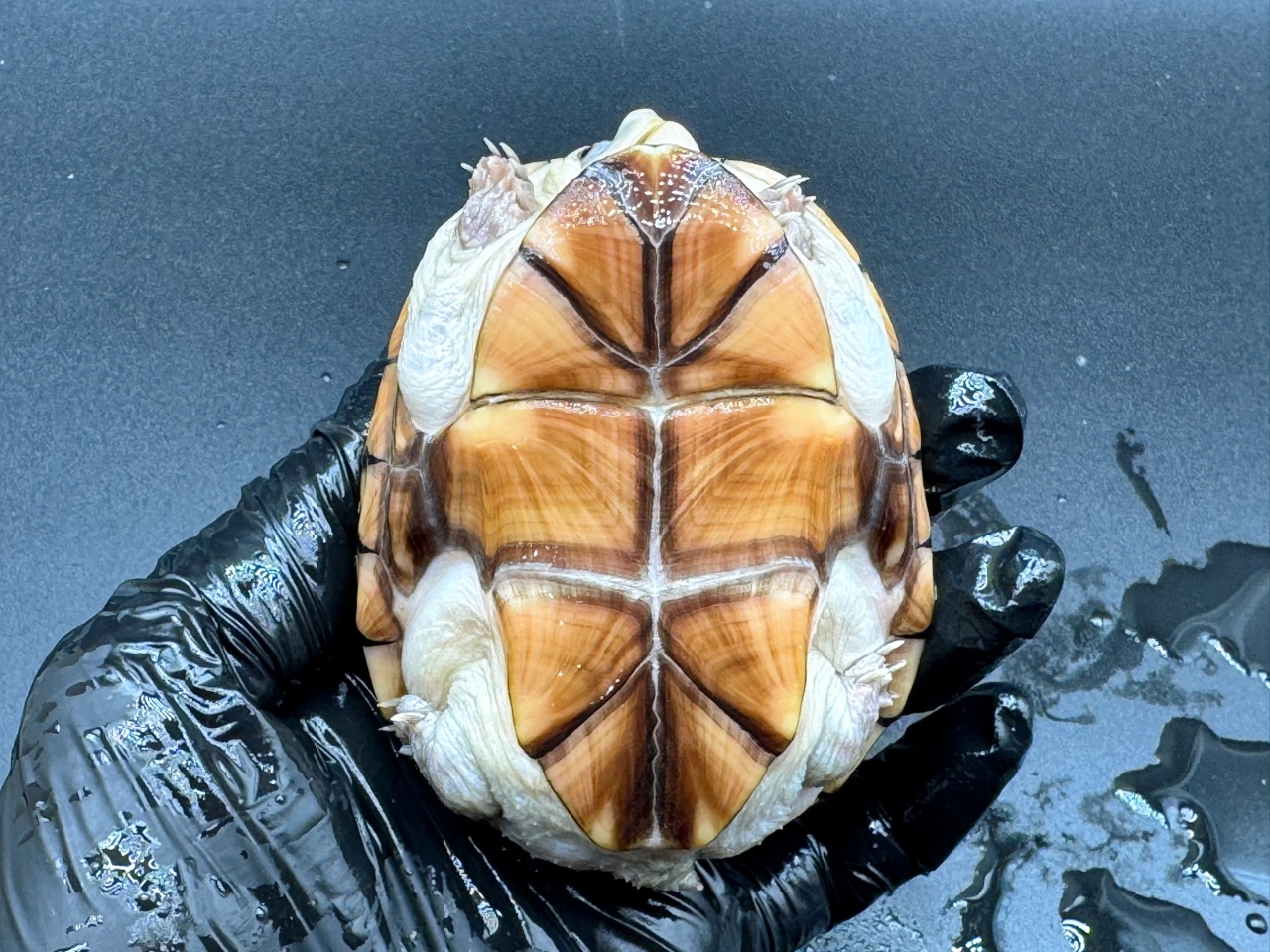 フロリダドロガメ　Ｋ(5)