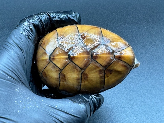 フロリダドロガメ　Ｈ