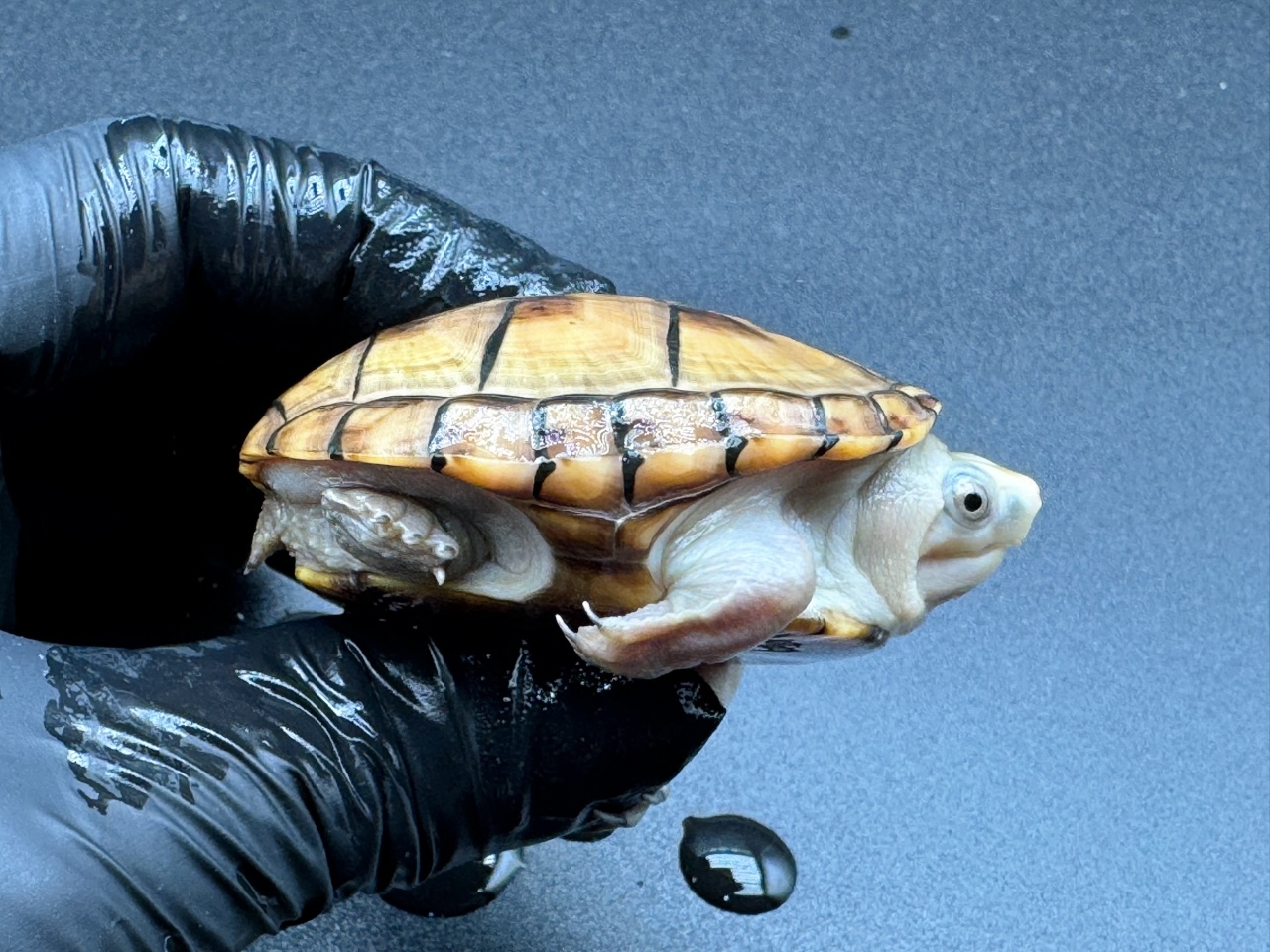 フロリダドロガメ　Ｄ(2)