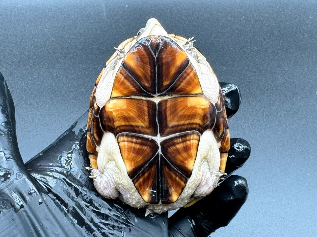 フロリダドロガメ　Ｉ(5)