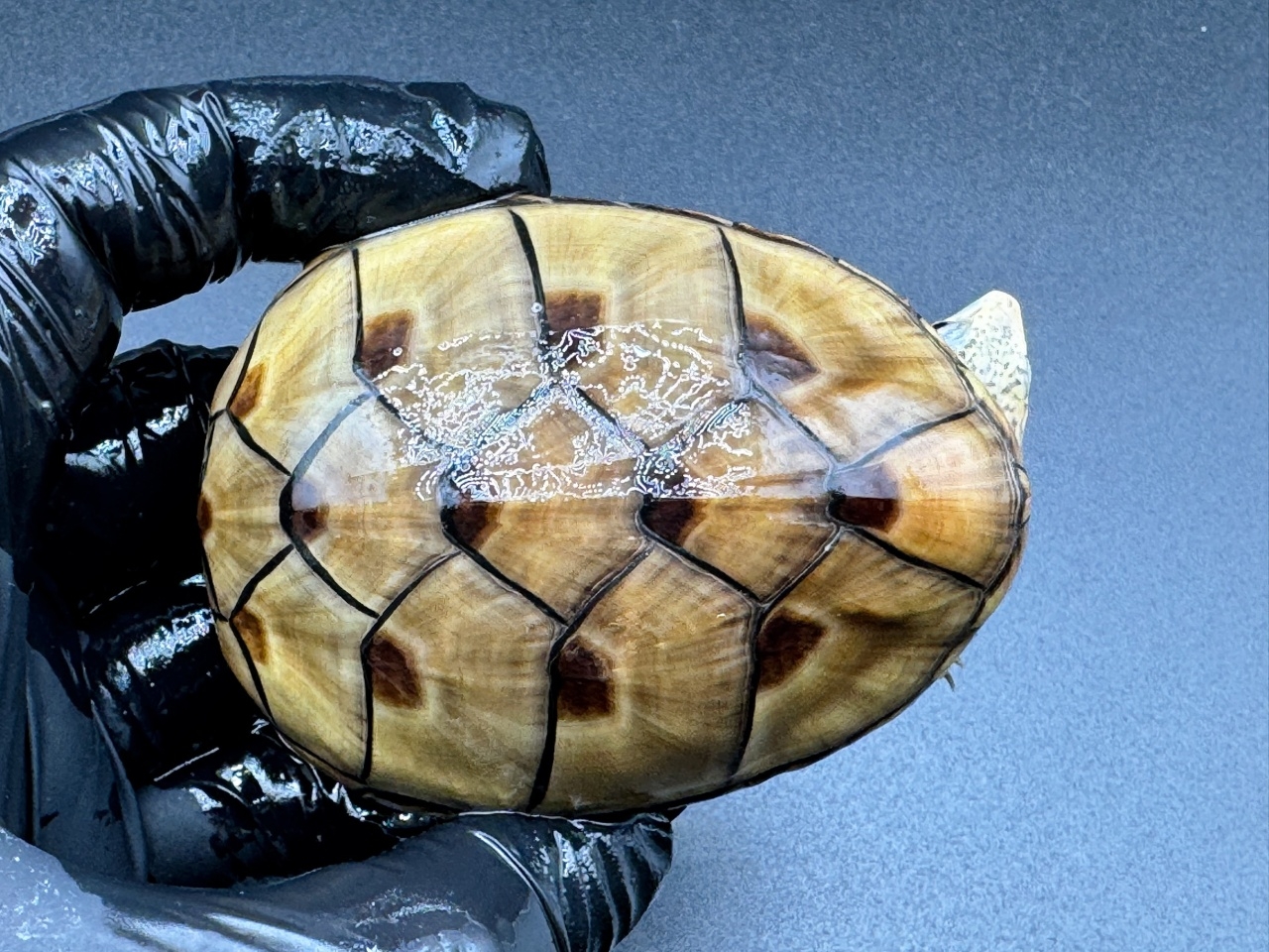 フロリダドロガメ　Ｆ(1)