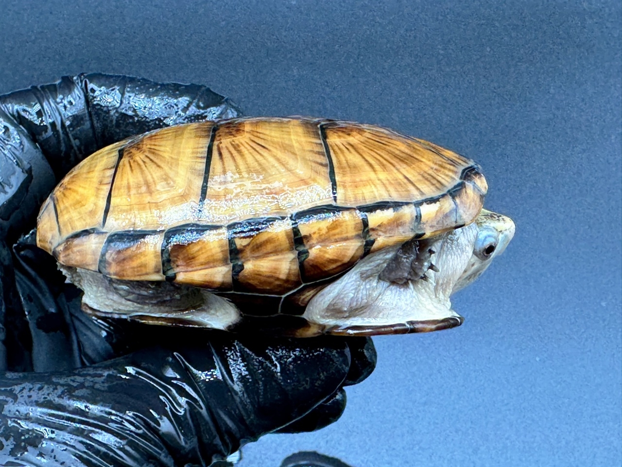 フロリダドロガメ　Ｉ(2)