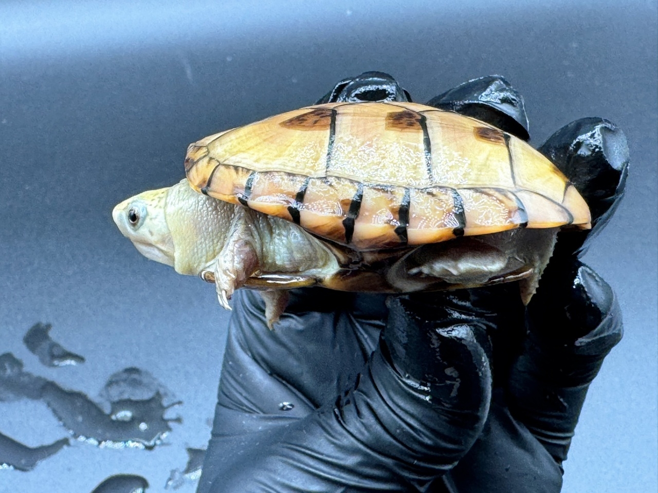 フロリダドロガメ　Ｅ(3)