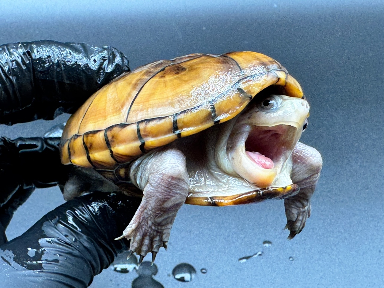 フロリダドロガメ　Ｈ(4)