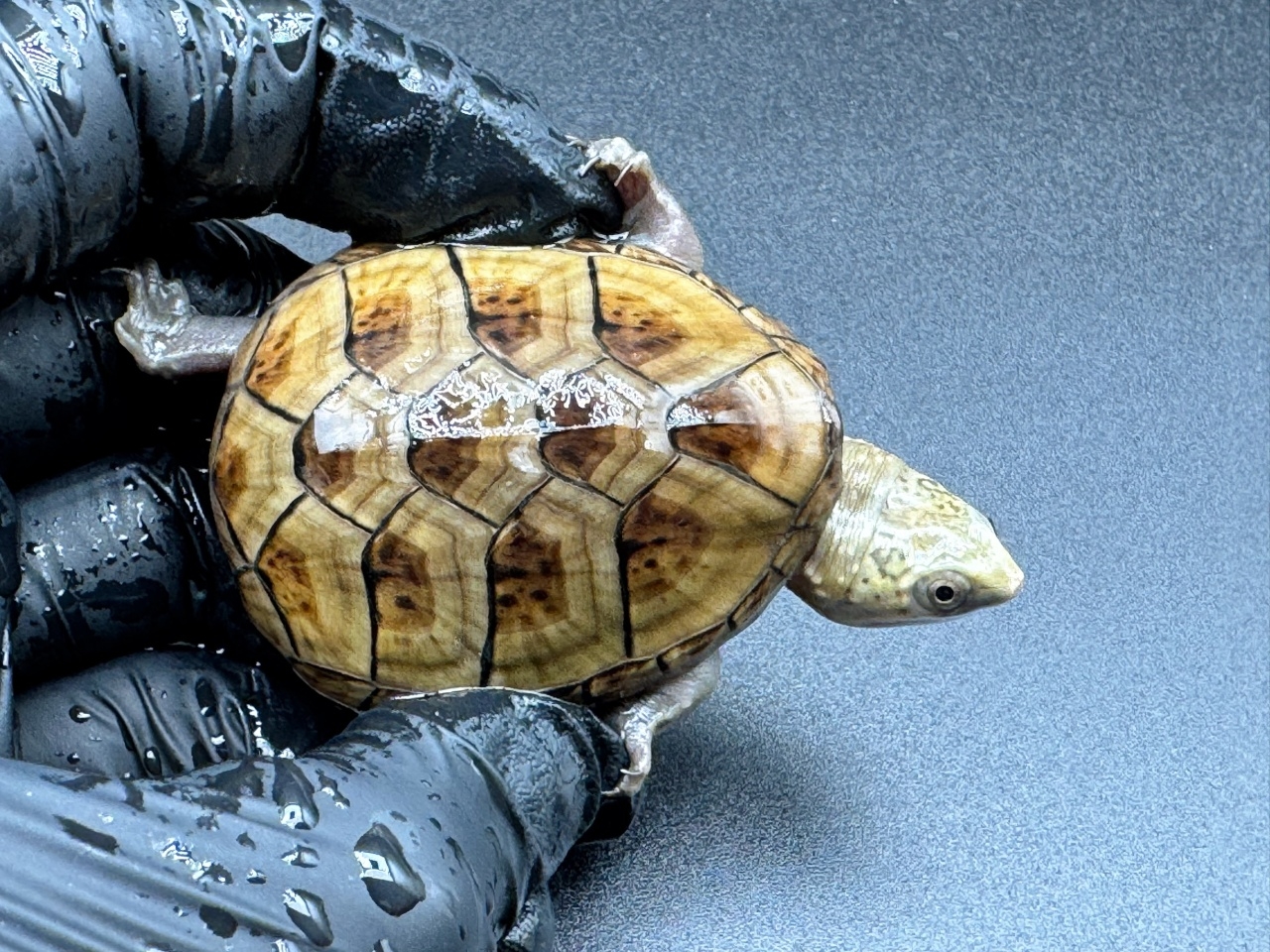 フロリダドロガメ Ｎ(1)