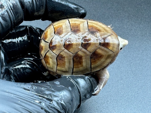 フロリダドロガメ Ｐ