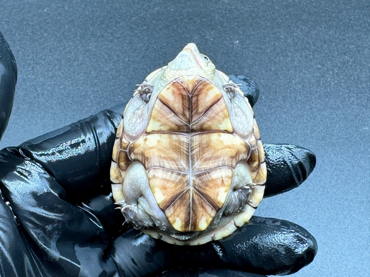 フロリダドロガメ Ｌ(4)