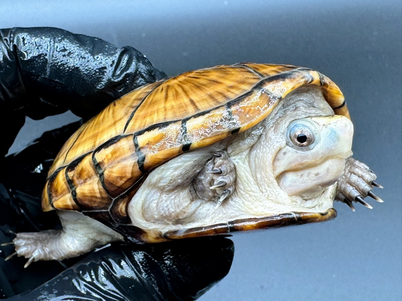 フロリダドロガメ　Ｉ(4)