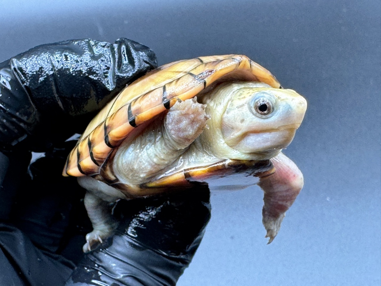 フロリダドロガメ　Ｅ(4)