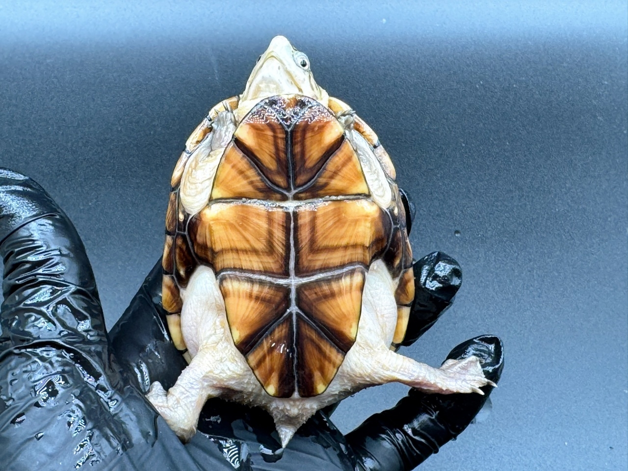フロリダドロガメ　Ｊ(5)