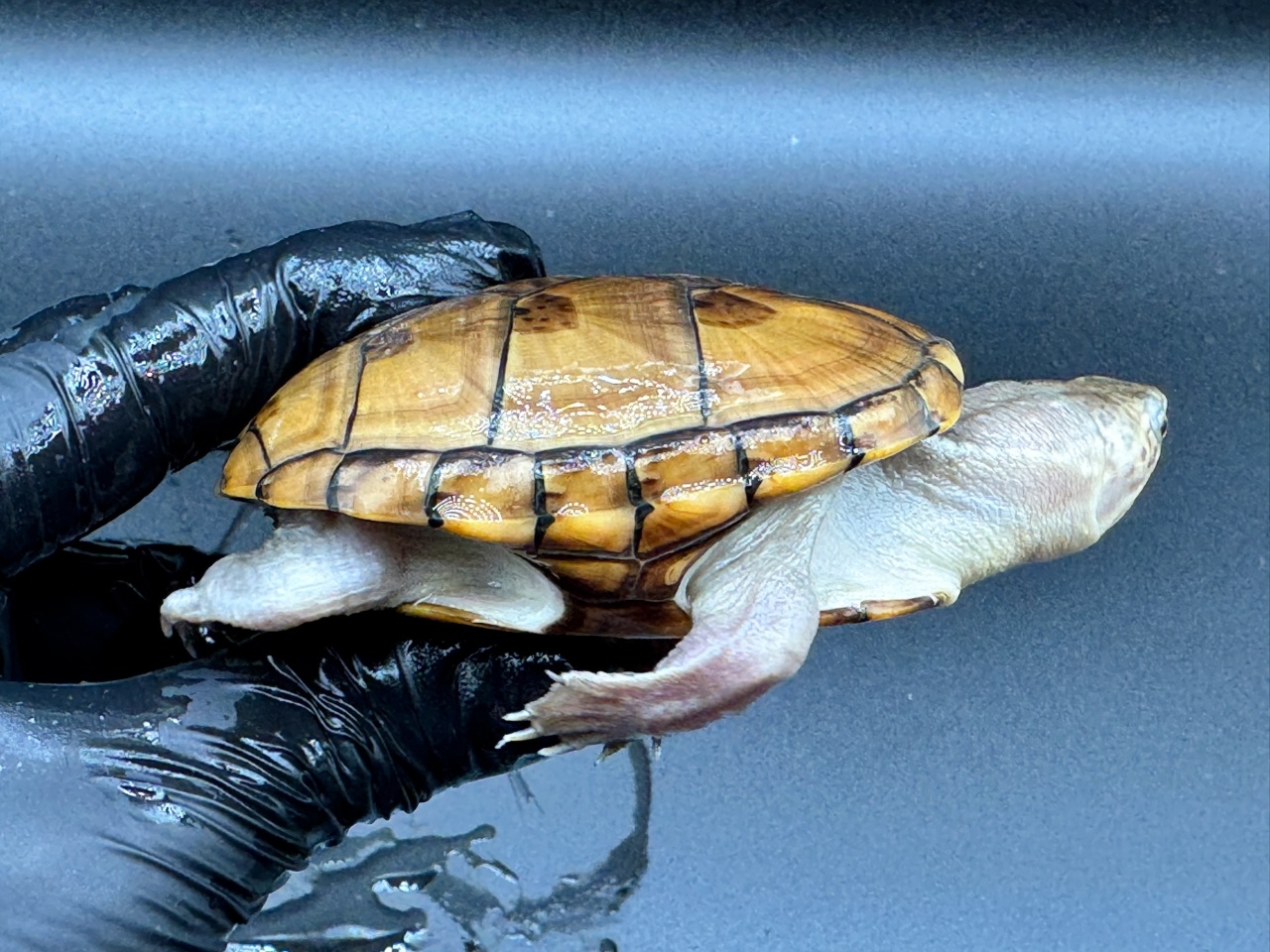 フロリダドロガメ　Ｇ(2)