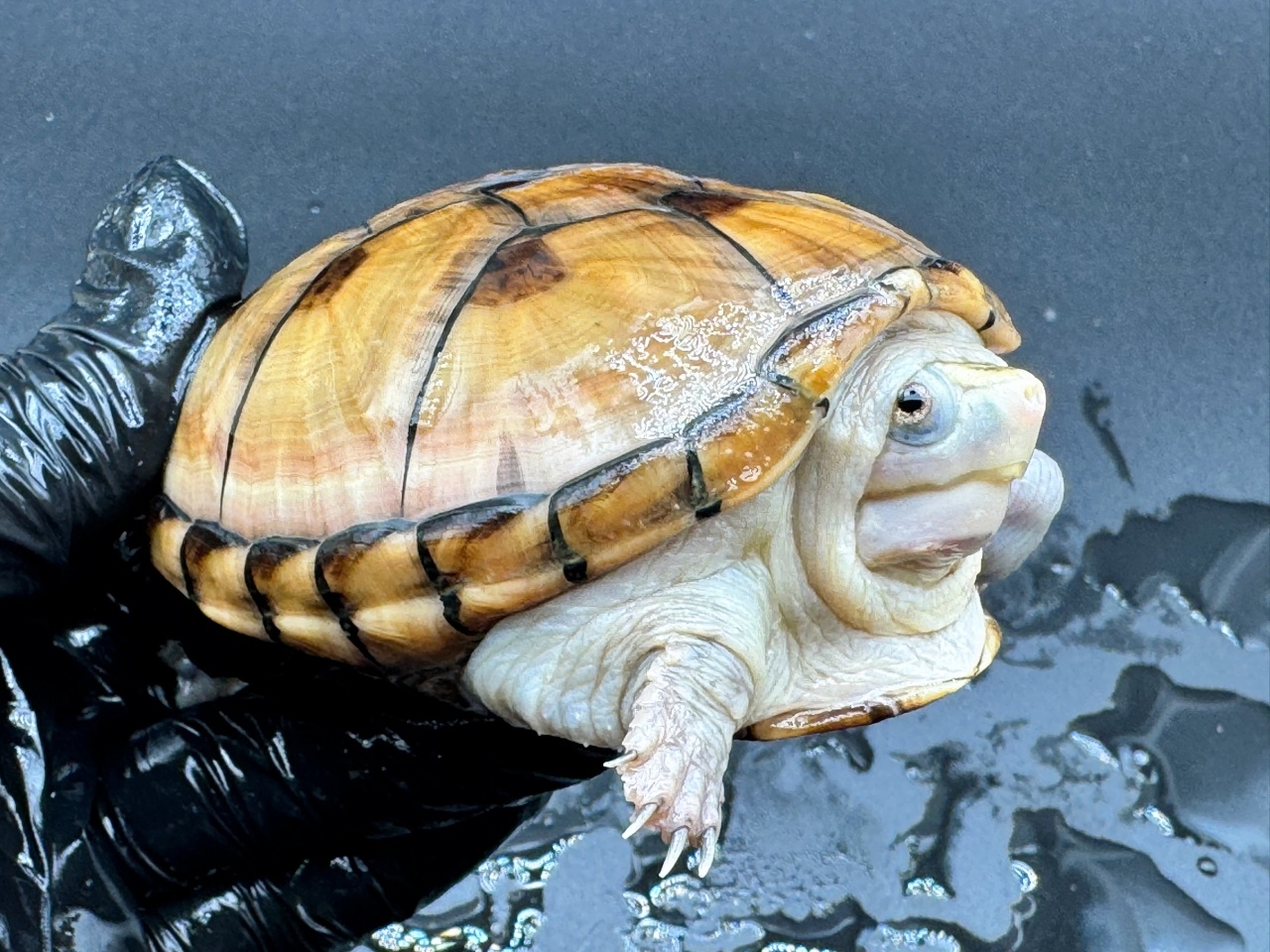 フロリダドロガメ　Ｋ(4)