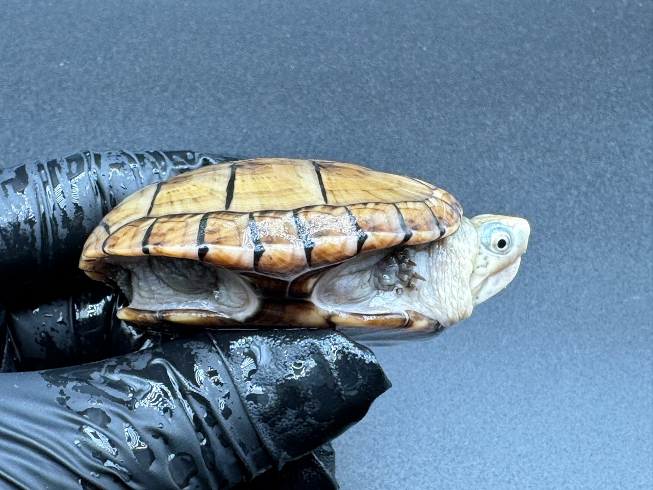 フロリダドロガメ Ｏ(2)