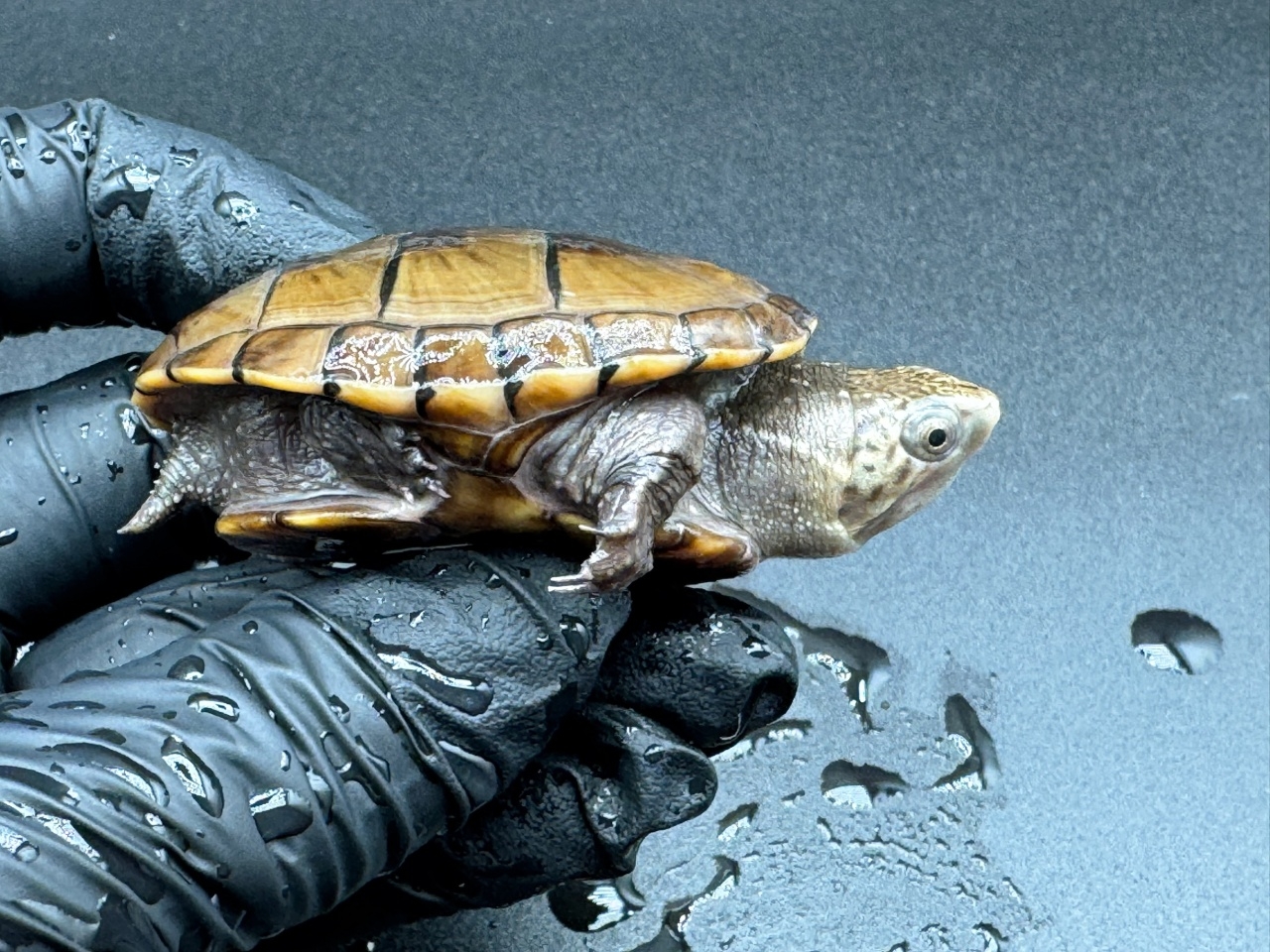 フロリダドロガメ Ｍ(2)