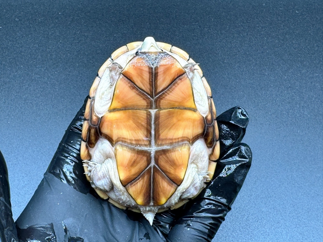 フロリダドロガメ　Ｆ(5)