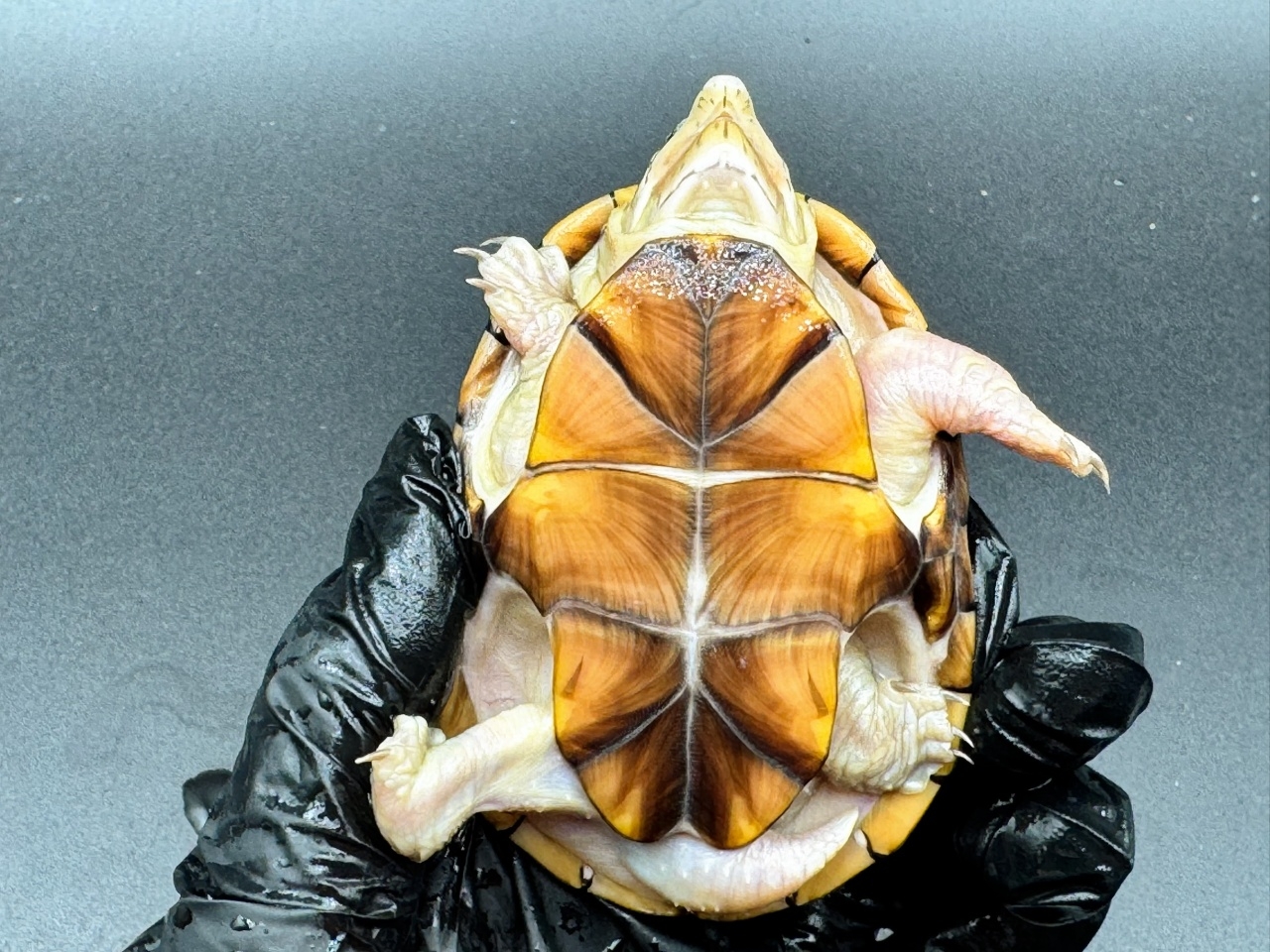 フロリダドロガメ　Ｂ(4)