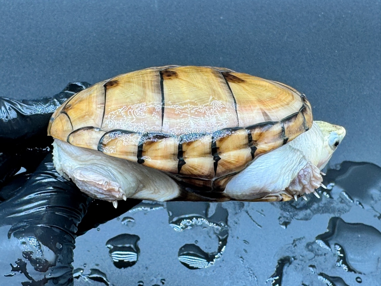 フロリダドロガメ　Ｋ(2)