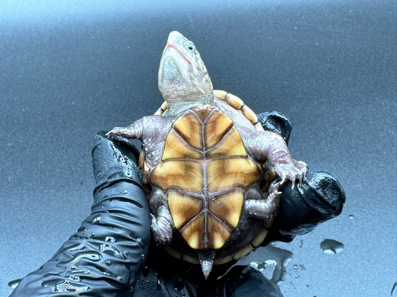 フロリダドロガメ Ｍ(4)