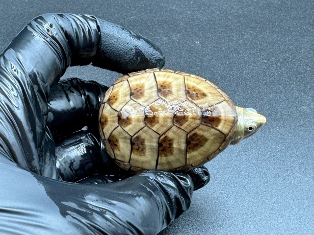 フロリダドロガメ Ｌ