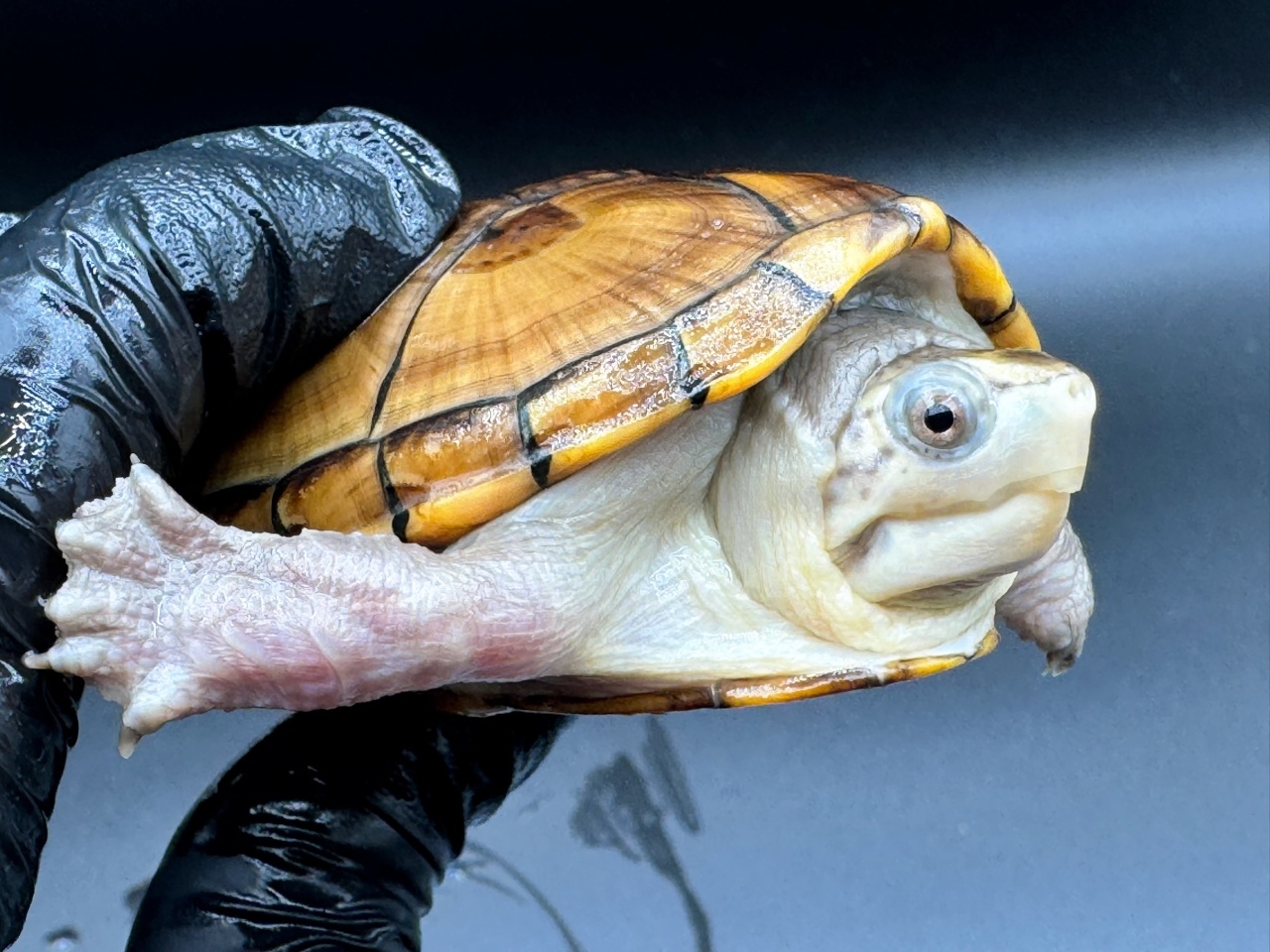 フロリダドロガメ　Ｇ(4)