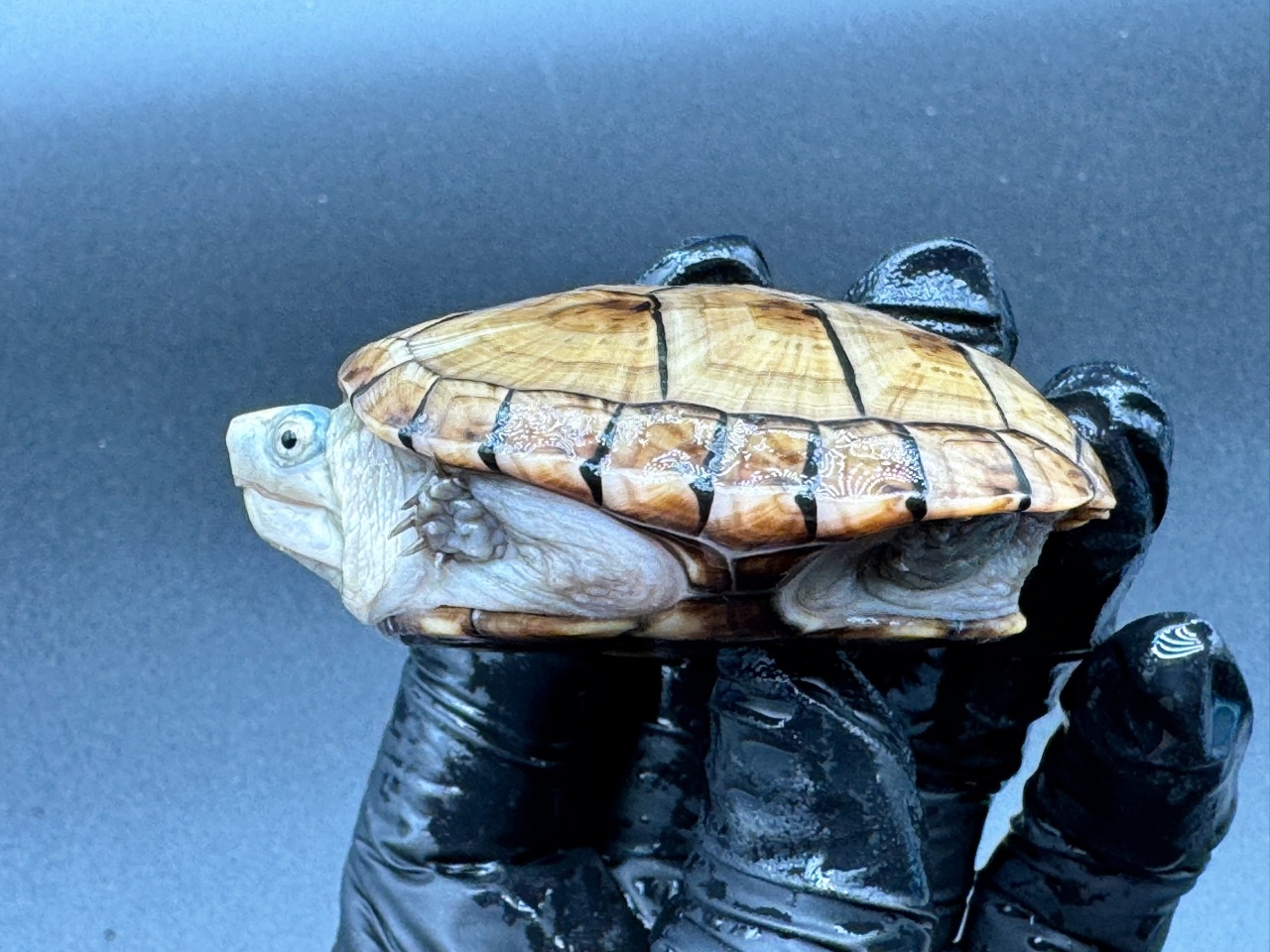 フロリダドロガメ Ｏ(3)