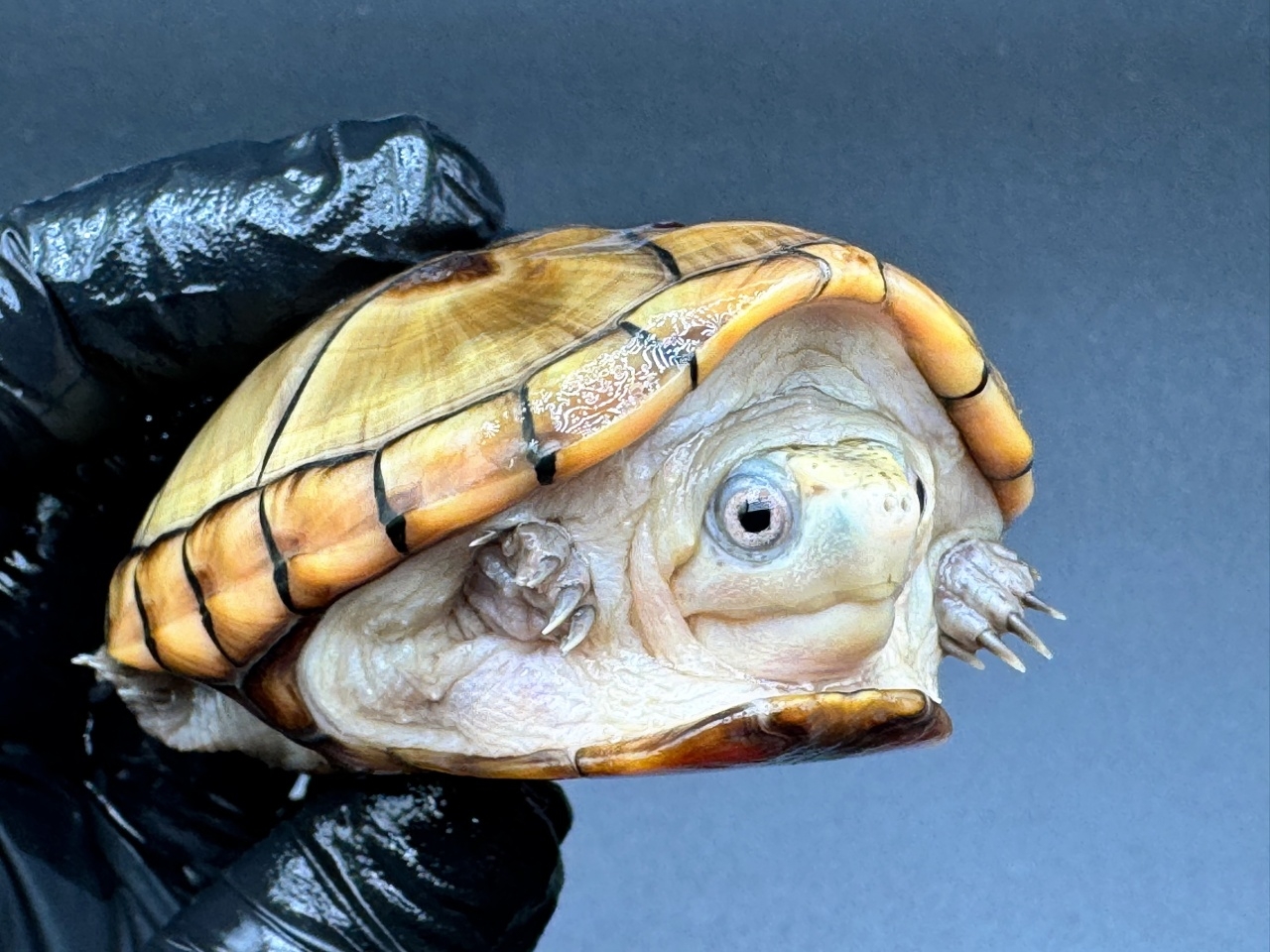 フロリダドロガメ　Ｆ(4)